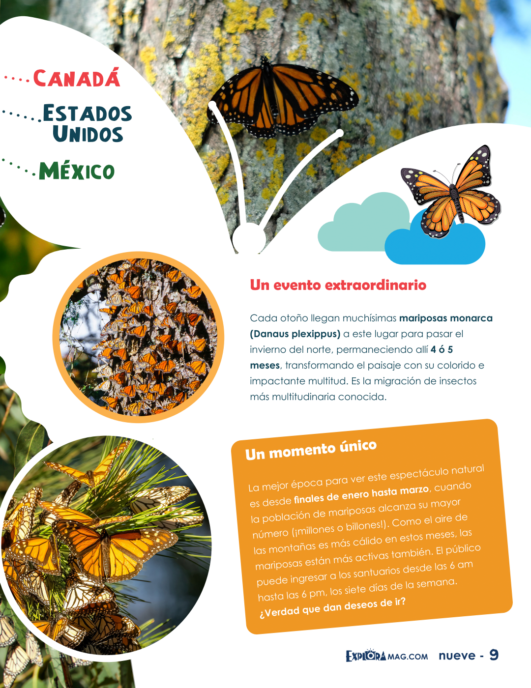 Bookazine Mariposa Monarca
